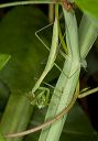 mantid_1768