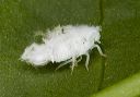 planthopper_1818