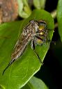 robber_fly_1772