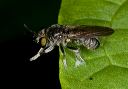 robberfly_1798