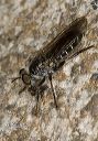 robberfly_1814