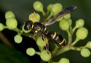 wasp_1856