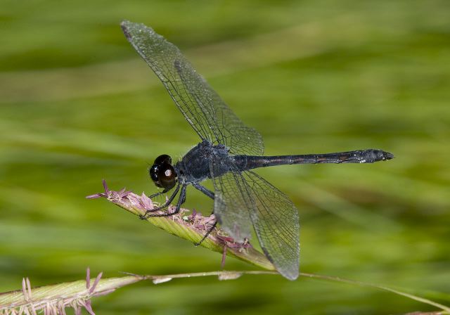 Erythrodiplax berenice Libellulidae
