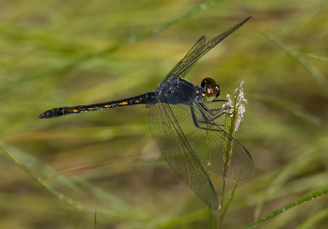 Erythrodiplax berenice Libellulidae