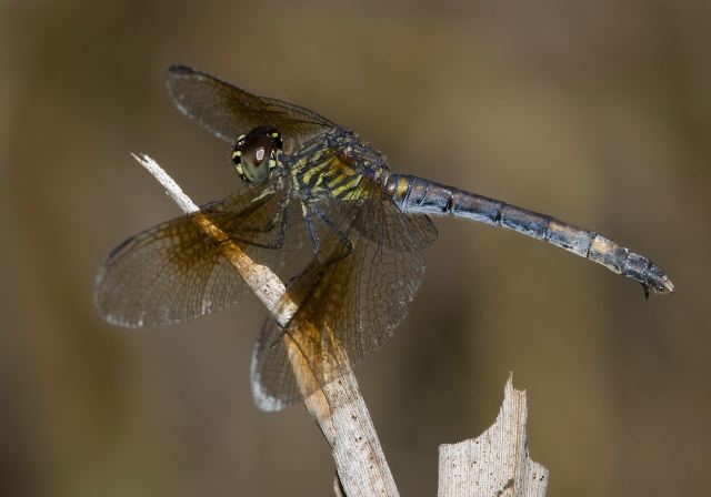 Erythrodiplax berenice Libellulidae