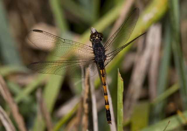 Erythrodiplax berenice Libellulidae