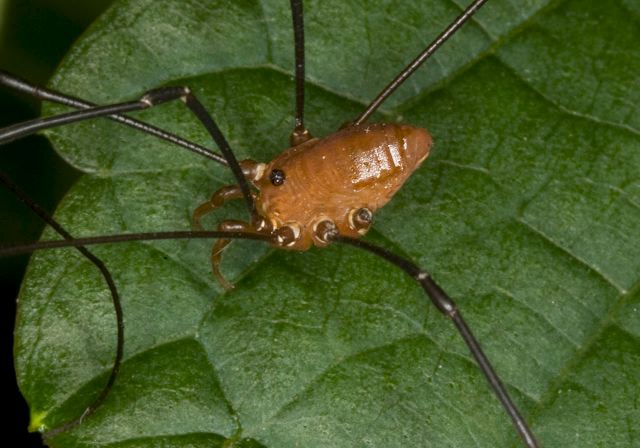 Leiobunum serratipalpe? Sclerosomatidae