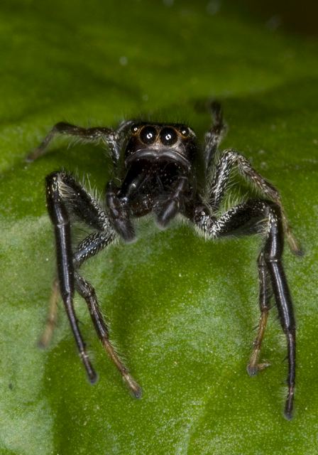 Paraphidippus aurantius Salticidae