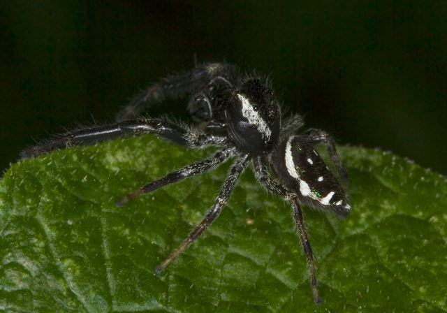 Paraphidippus aurantius Salticidae