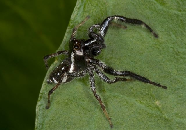 Paraphidippus aurantius Salticidae