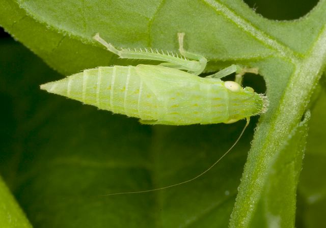 Gyponana sp. Cicadellidae