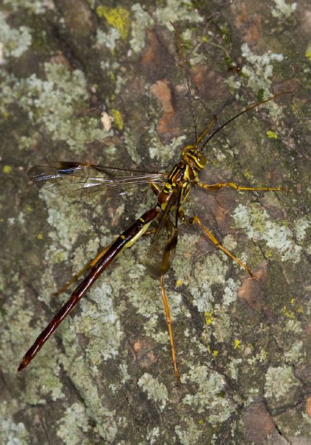 Megarhyssa macrurus Ichneumonidae