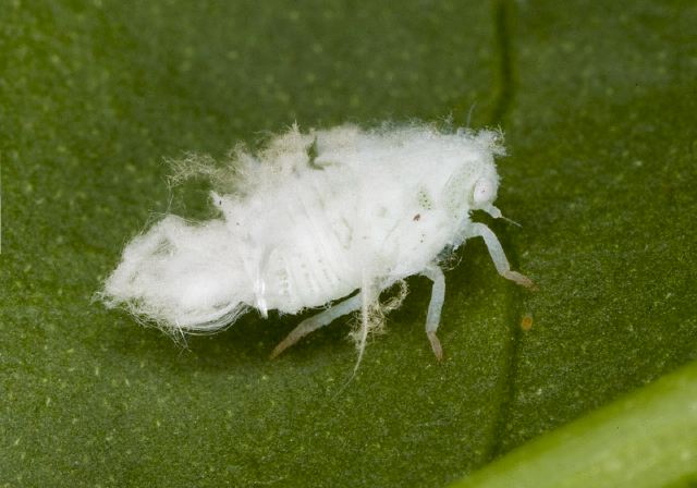 Metcalfa pruinosa? Flatidae