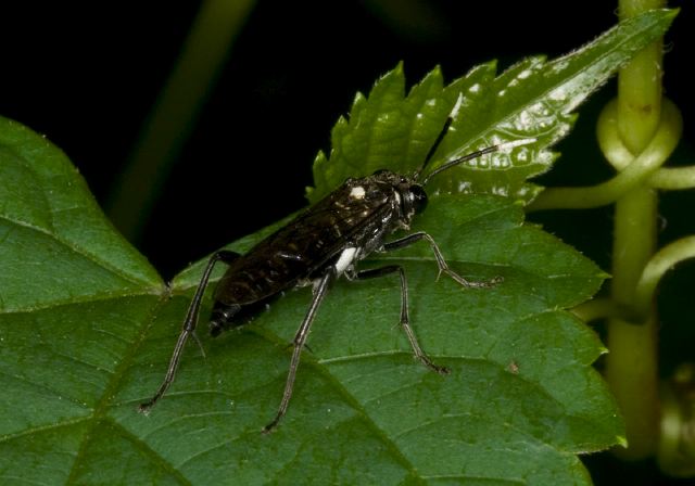 Macrophya sp. Tenthredinidae