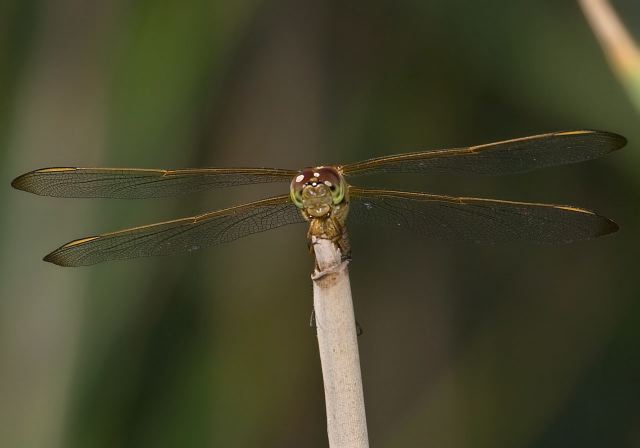 Libellula needhami Libellulidae