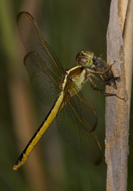 Libellula needhami Libellulidae