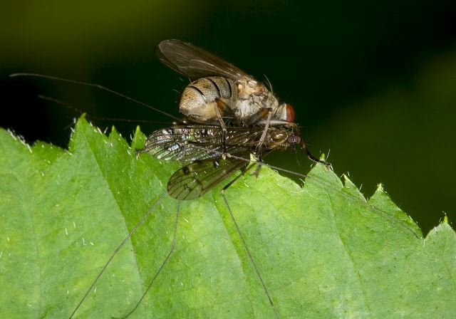 Coenosia sp.? Muscidae