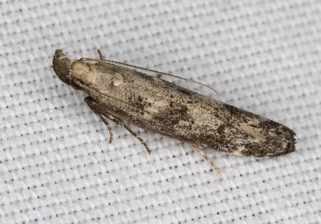Dichomeris inversella? Gelechiidae