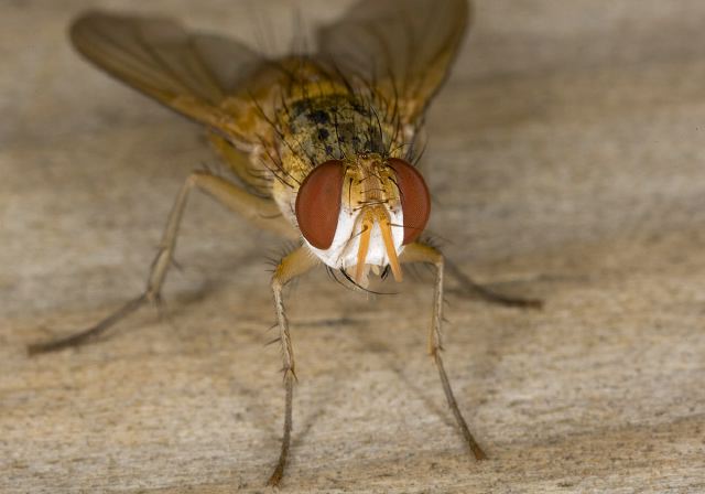   Tachinidae
