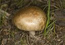 mushroom_2380