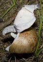 mushroom_2383