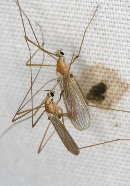 Erioptera septemtrionis Limoniidae