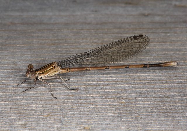 Argia fumipennis Calopterygidae