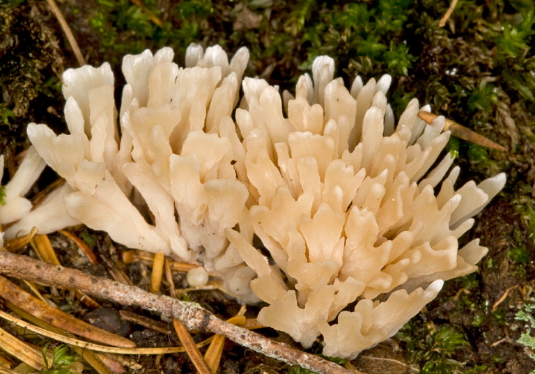 Tremellodendron pallidum? Tremellaceae