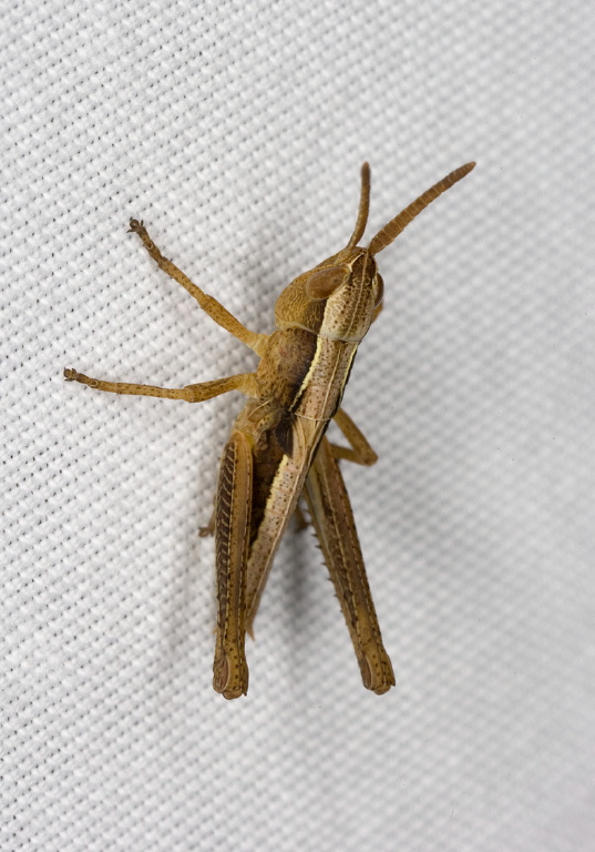 Orphulella sp. Acrididae