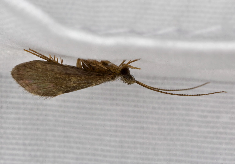 Lepidostoma sp.? Lepidostomatidae