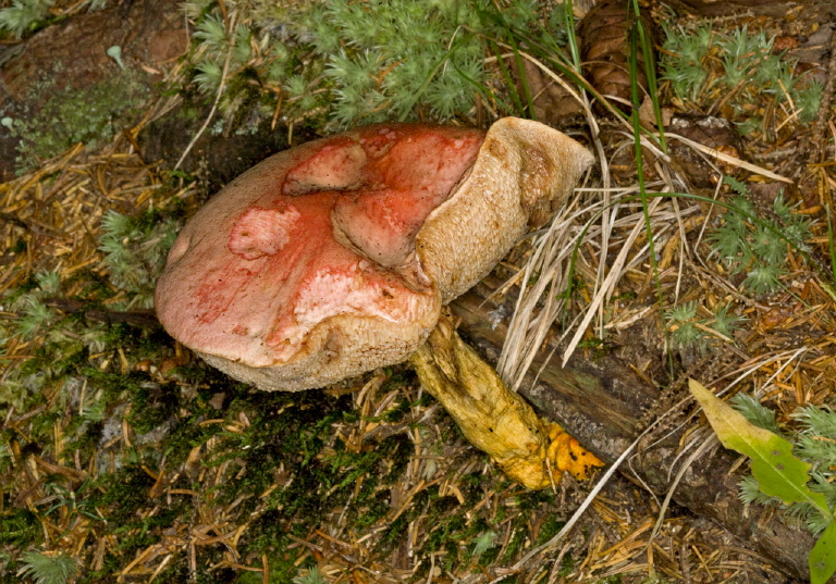 Leccinum chromapes? Boletaceae