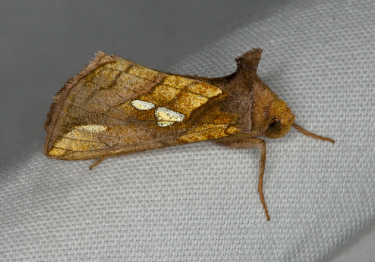 Plusia putnami  Noctuidae