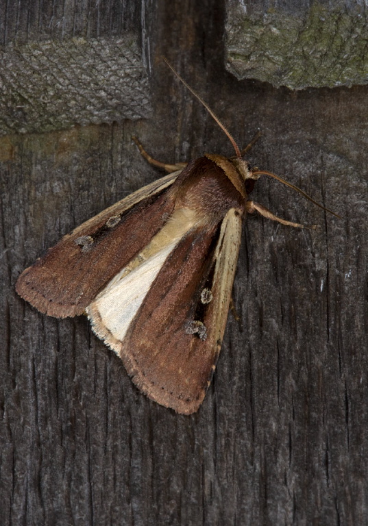 Ochropleura implecta Noctuidae