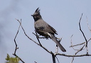 phainopepla_6417