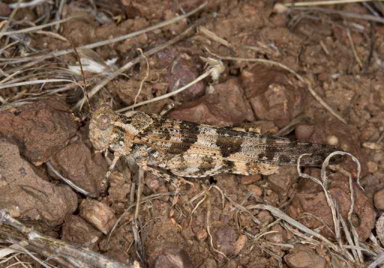 Trimerotropis pallidipennis Acrididae