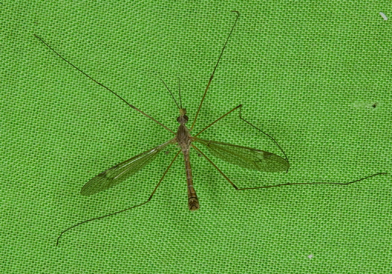 Tipula (Yamatotipula) Tipulidae