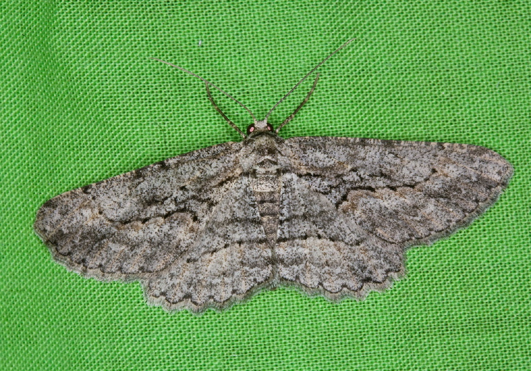 Iridopsis clivinaria? Geometridae