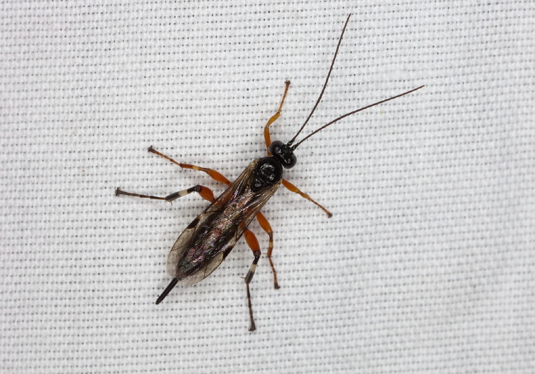   Ichneumonidae