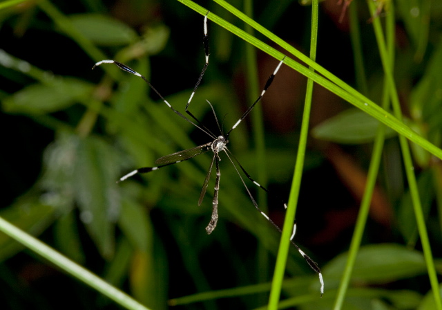Bittacomorpha clavipes Ptychopteridae