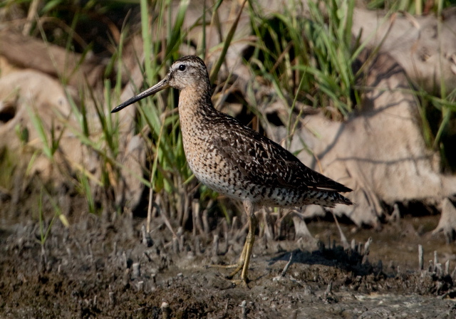 Limnodromus griseus Scolopacidae