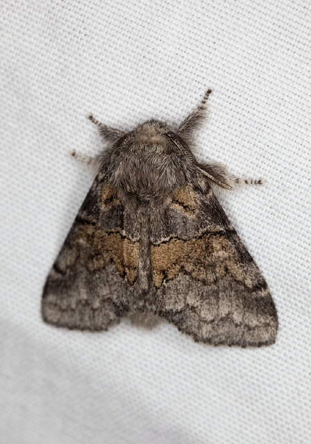 Gluphisia septentrionis Notodontidae