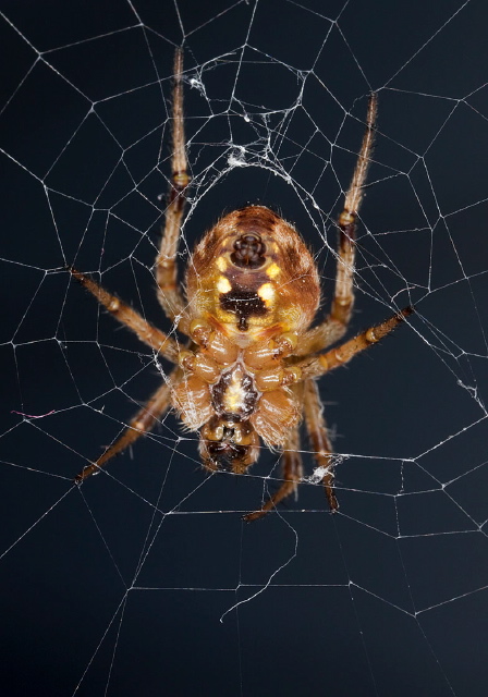 Neoscona arabesca Araneidae