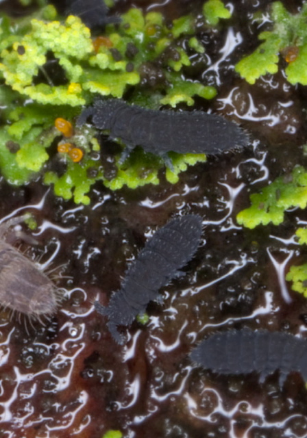 Hypogastrura sp. Hypogastruridae