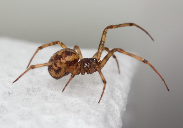 Steatoda triangulosa? Theridiidae