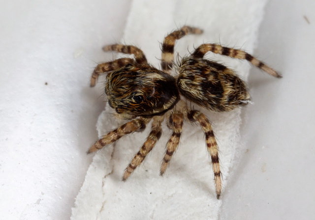 Sitticus sp. Salticidae