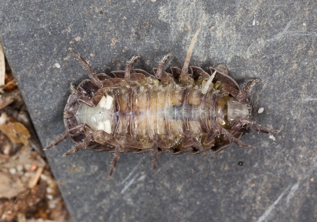 Armadillidium vulgare Armadillidiidae