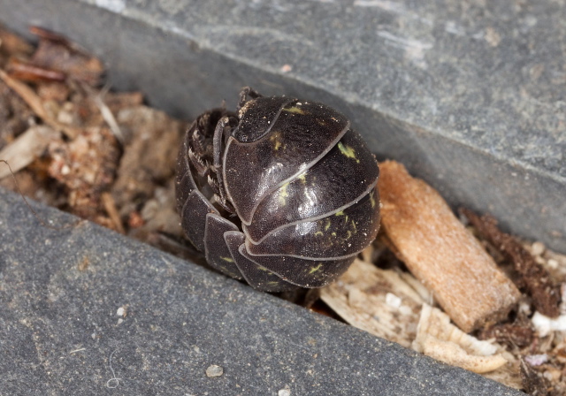 Armadillidium vulgare Armadillidiidae