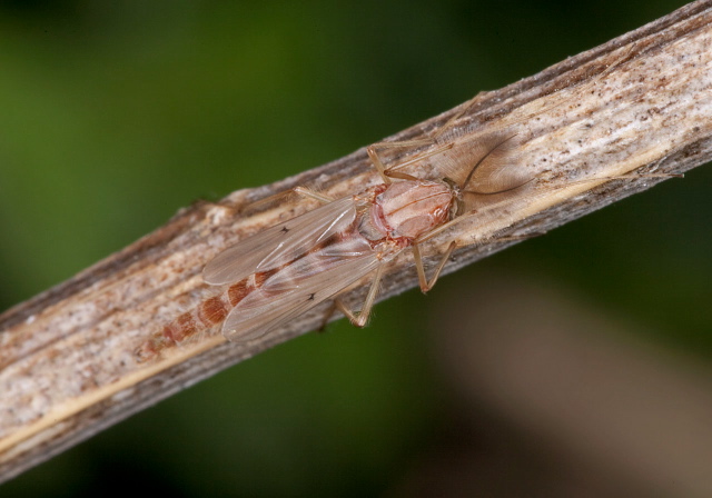 Chironomus (Chironomus) sp. Chironomidae