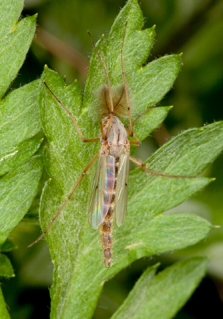 Chironomus (Chironomus) sp. Chironomidae