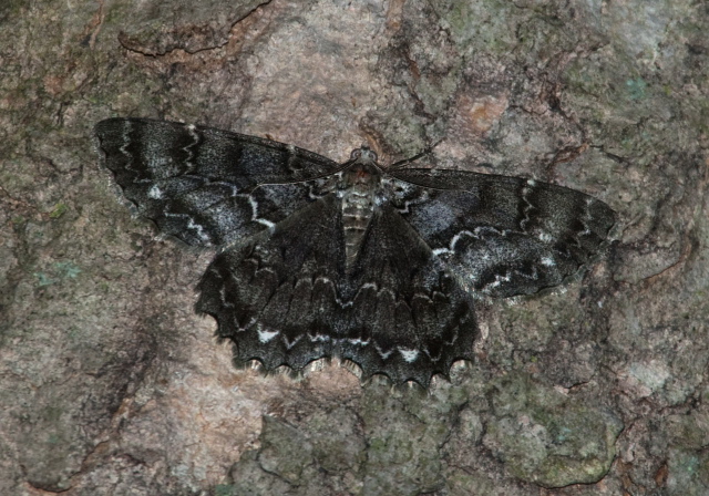 Epimecis hortaria Geometridae